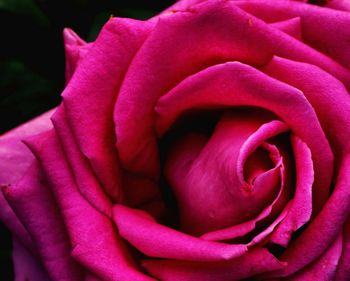 Close-up of pink rose