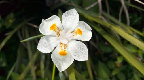 Close-up of white flower