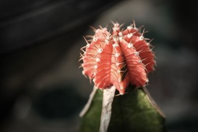 Close-up of red flower