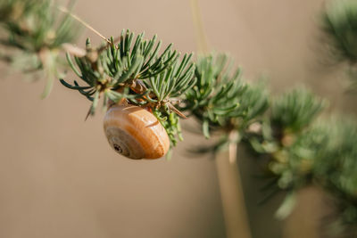 Close-up of snail on plants