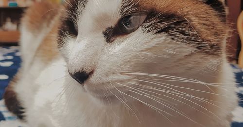 Close-up of cat looking away