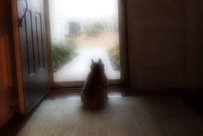 Cat looking away