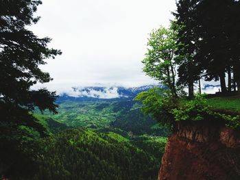 Scenic view of forest against sky