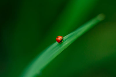 Close-up of ladybug on leaf