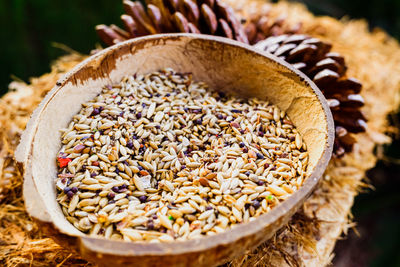 Close-up of dried plant in container