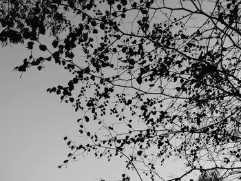 Low angle view of bare trees against sky