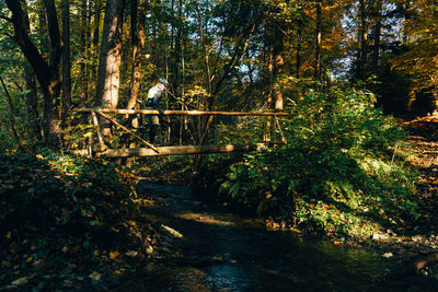 Trees in forest