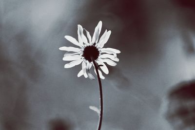 Close-up of white flower