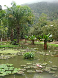 Lotus water lily in lake