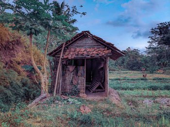 Hut for shelter on the edge of the rice field