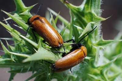 Close-up of insect on plant