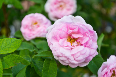 Close-up of pink flowering plant