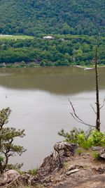 Scenic view of lake in forest