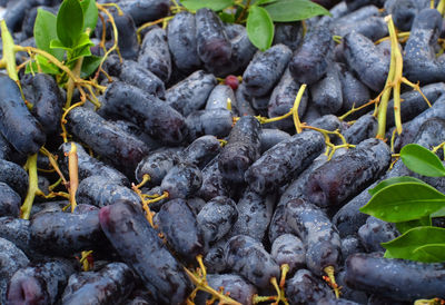 Close-up of fruits growing on plant