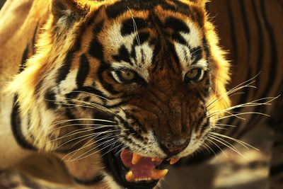 Close-up portrait of tiger