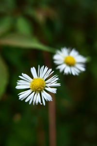 Close-up of white daisy