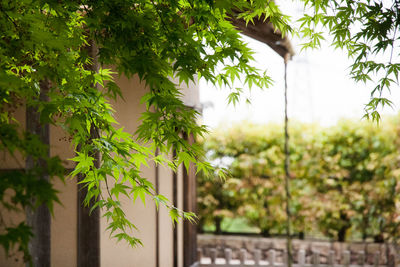 Close-up of plants against trees