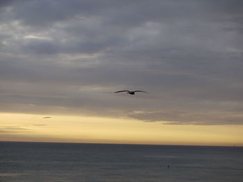 Seagull flying over sea against sky