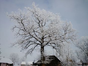 Low angle view of bare trees against sky