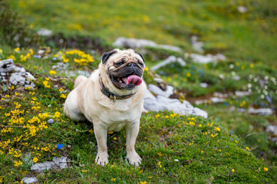 Portrait of dog