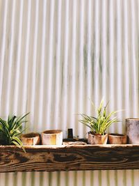 Potted plant on table against wall