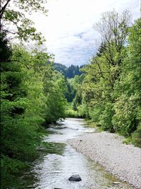 River amidst trees in forest against sky