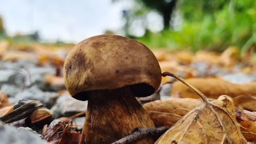 Close-up of mushroom growing on field