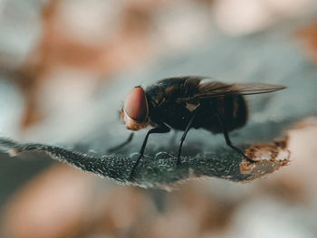 Close-up of fly on leaf