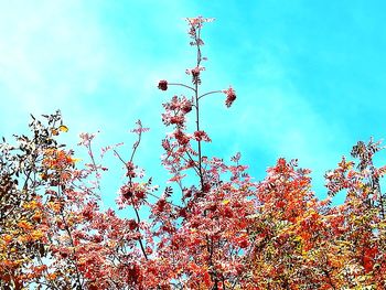 Low angle view of flower tree against sky