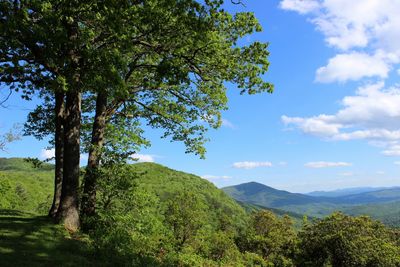 Scenic view of trees growing on mountain against sky