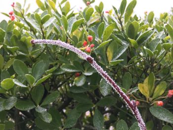 Close-up of fresh green plant