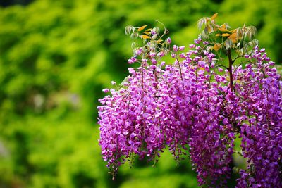 Close-up of purple flowers