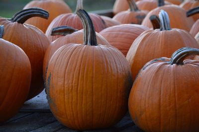 Close-up of pumpkins