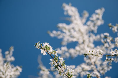 Low angle view of cherry blossoms against blue sky