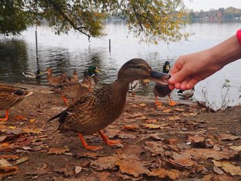 Ducks on a lake