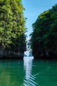 Scenic view of waterfall in forest