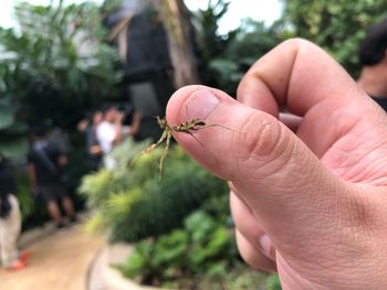 Close-up of hand holding leaf