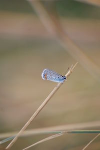 Close-up of damselfly