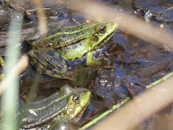 Close-up of frog swimming in lake