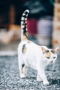Portrait of cat standing outdoors