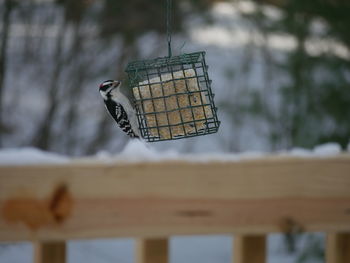 Close-up of bird perching outdoors