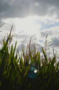 Close-up of fresh green plants against sky