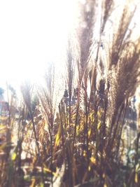 Close-up of wheat growing on field