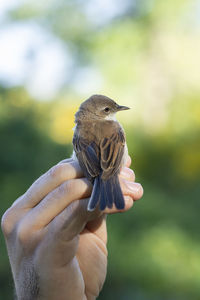 Close-up of hand holding bird