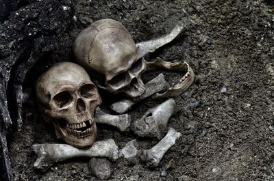 Close-up of human skull