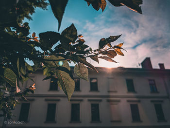 Low angle view of tree by building against sky