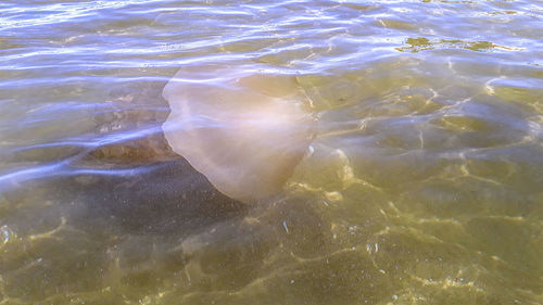 High angle view of jellyfish swimming in sea