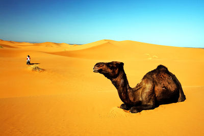 Camel sitting on desert