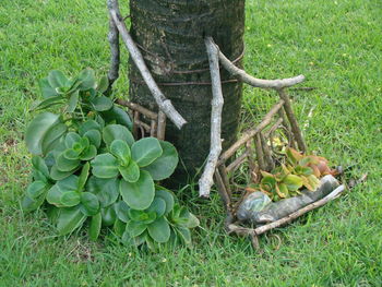 Close-up of fresh vegetables on field