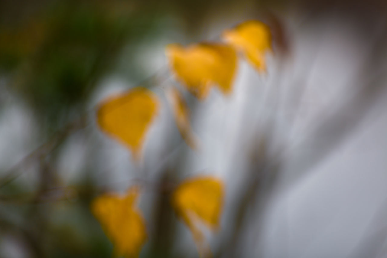 CLOSE-UP OF YELLOW ROSE FLOWER